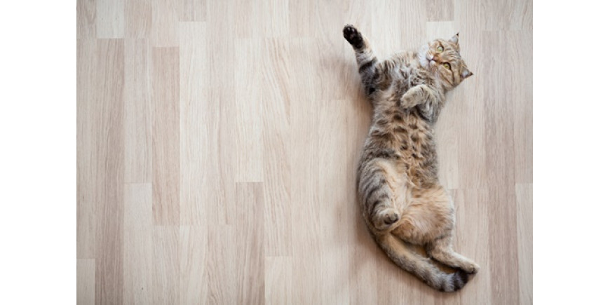 Догляд за паркетом