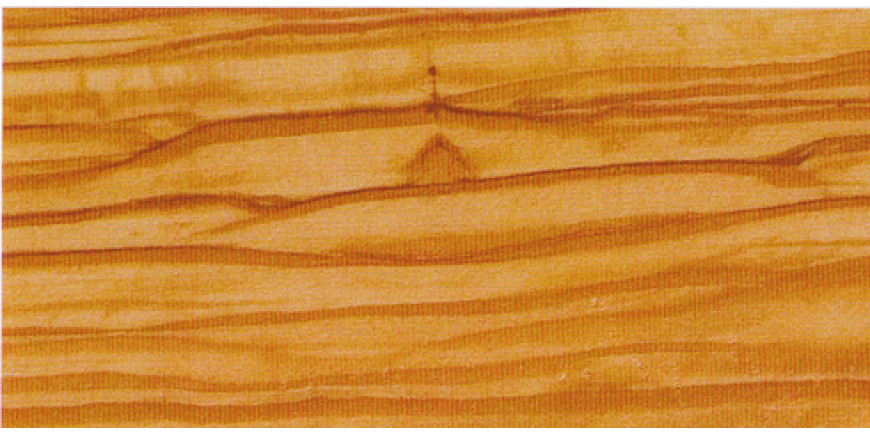 Оливкове дерево